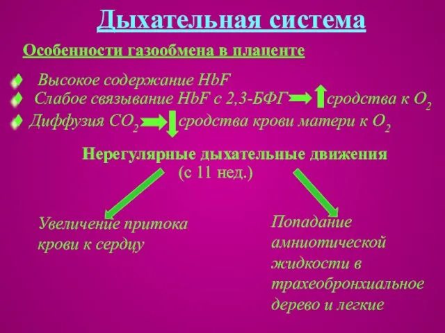 Дыхательная система Особенности газообмена в плаценте