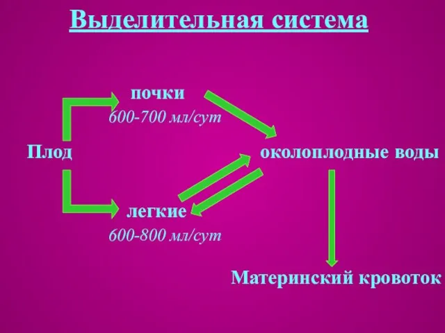 Выделительная система