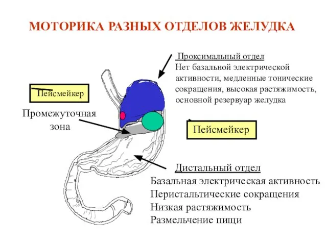 МОТОРИКА РАЗНЫХ ОТДЕЛОВ ЖЕЛУДКА Проксимальный отдел Нет базальной электрической активности, медленные тонические