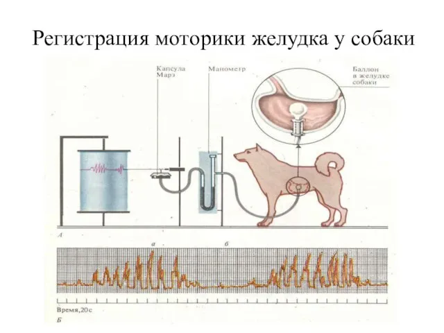 Регистрация моторики желудка у собаки