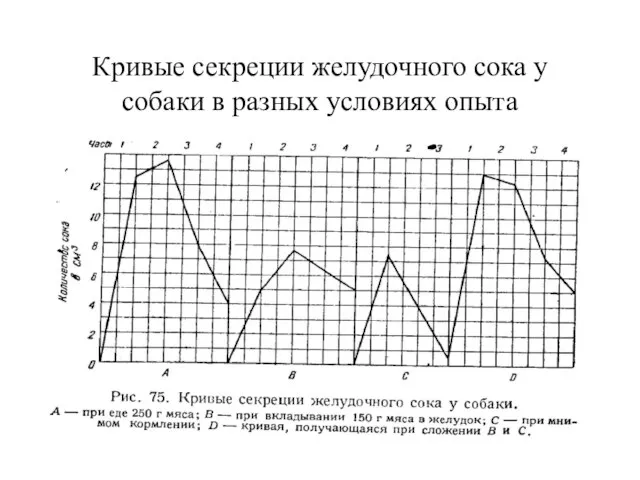 Кривые секреции желудочного сока у собаки в разных условиях опыта