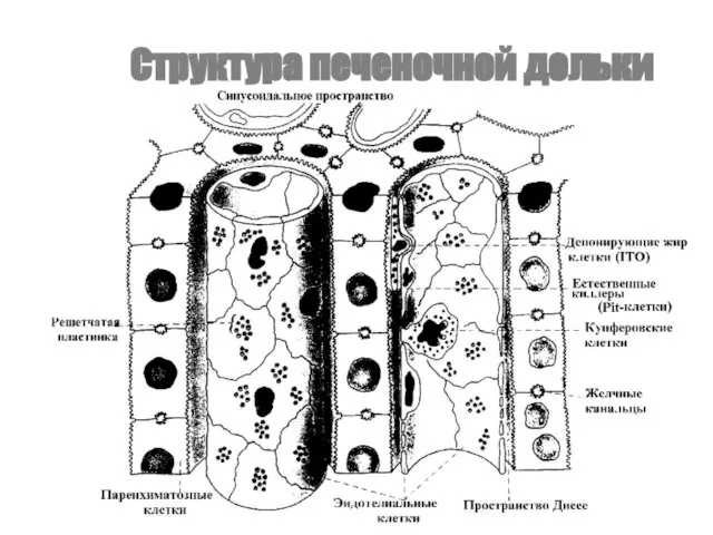 Структура печеночной дольки