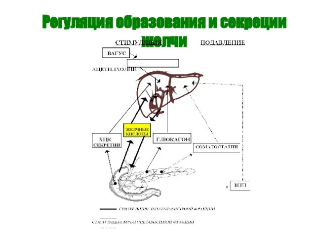 Регуляция образования и секреции желчи