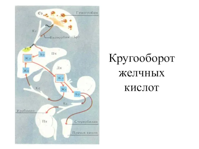 Кругооборот желчных кислот