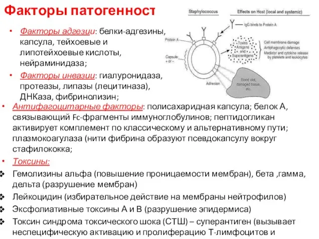 Факторы патогенности Факторы адгезии: белки-адгезины, капсула, тейхоевые и липотейхоевые кислоты, нейраминидаза; Факторы