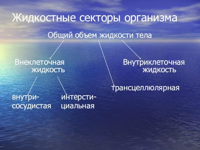 Жидкостные секторы организма Общий объем жидкости тела Внеклеточная Внутриклеточная жидкость жидкость трансцеллюлярная внутри- интерсти- сосудистая циальная