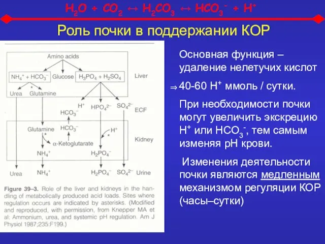 Роль почки в поддержании КОР Основная функция – удаление нелетучих кислот 40-60