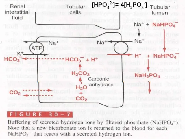 [HPO42-]= 4[H2PO4-]