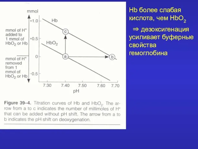 Hb более слабая кислота, чем HbO2 ⇒ дезоксигенация усиливает буферные свойства гемоглобина