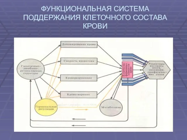 ФУНКЦИОНАЛЬНАЯ СИСТЕМА ПОДДЕРЖАНИЯ КЛЕТОЧНОГО СОСТАВА КРОВИ