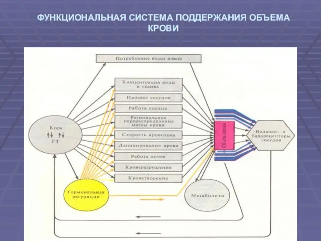 ФУНКЦИОНАЛЬНАЯ СИСТЕМА ПОДДЕРЖАНИЯ ОБЪЕМА КРОВИ