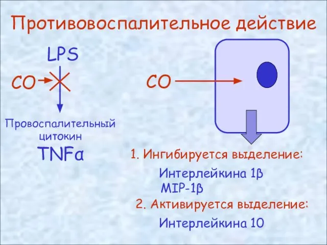 Противовоспалительное действие LPS 1. Ингибируется выделение: Интерлейкина 1β MIP-1β 2. Активируется выделение: Интерлейкина 10