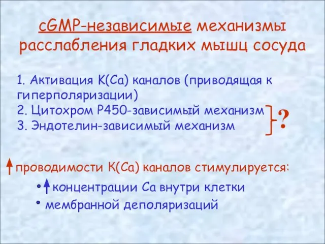 сGMP-независимые механизмы расслабления гладких мышц сосуда 1. Активация K(Ca) каналов (приводящая к