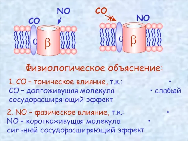 СО NO Физиологическое объяснение: 1. СО – тоническое влияние, т.к.: • СО