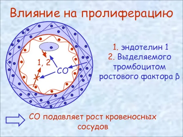 Влияние на пролиферацию 1. эндотелин 1 2. Выделяемого тромбоцитом ростового фактора β