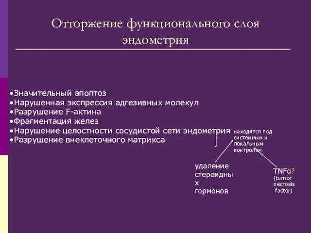 Отторжение функционального слоя эндометрия Значительный апоптоз Нарушенная экспрессия адгезивных молекул Разрушение F-актина