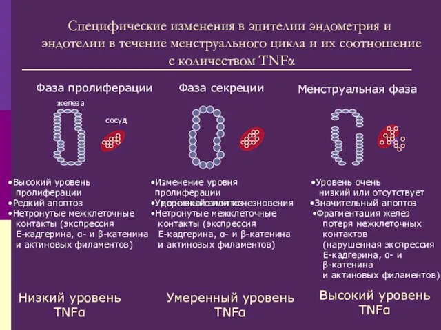 Фаза пролиферации Фаза секреции Менструальная фаза Фрагментация желез потеря межклеточных контактов (нарушенная