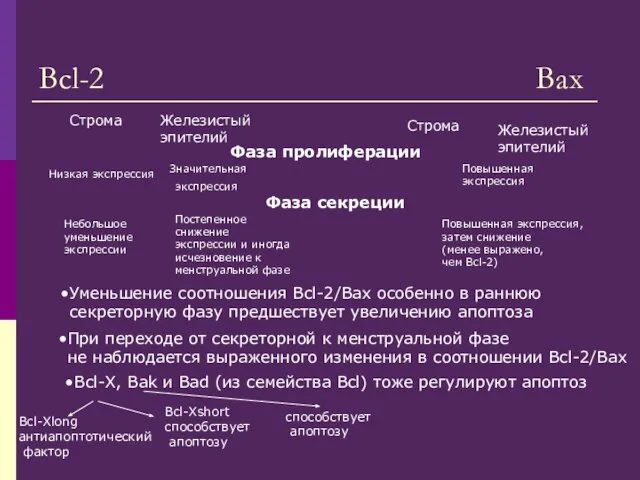 Bcl-2 Bax Фаза пролиферации Значительная экспрессия Фаза секреции Постепенное снижение экспрессии и