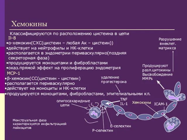 Хемокины Il-8 α-хемокин(СХС(цистеин – любая Ак – цистеин)) действует на нейтрофилы и