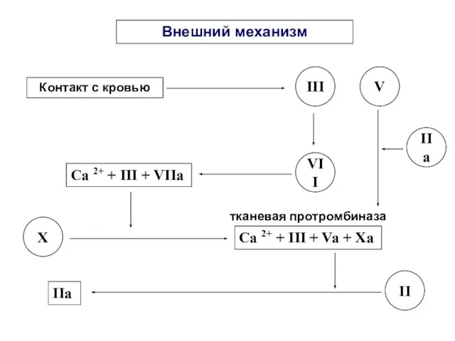 Внешний механизм Контакт с кровью III Ca 2+ + III + VIIa