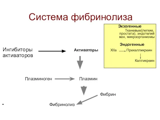 Система фибринолиза Экзогенные Тканевые(легкие, простата), эндотелий вен, микроорганизмы Эндогенные Ингибиторы Активаторы XIIa