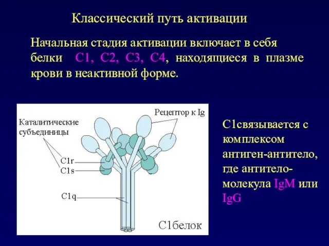 Начальная стадия активации включает в себя белки С1, С2, С3, С4, находящиеся