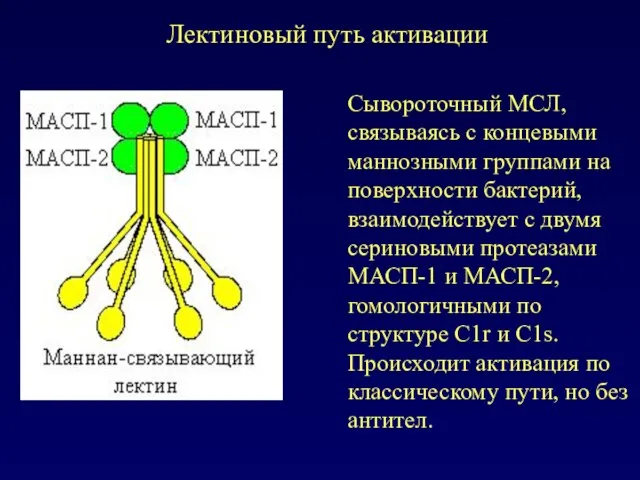 Лектиновый путь активации Сывороточный МСЛ, связываясь с концевыми маннозными группами на поверхности