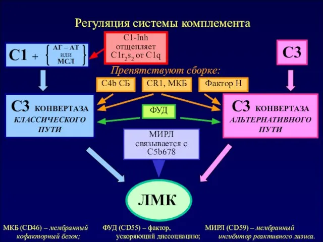 Общая схема C3 КОНВЕРТАЗА КЛАССИЧЕСКОГО ПУТИ C3 C3 КОНВЕРТАЗА АЛЬТЕРНАТИВНОГО ПУТИ Препятствуют