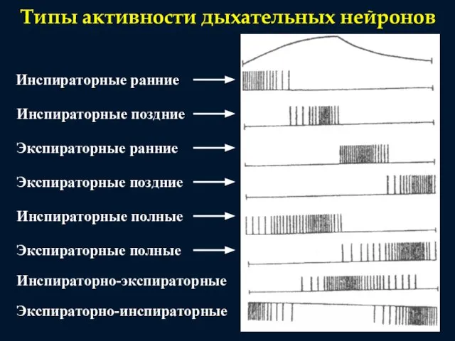 Типы активности дыхательных нейронов Инспираторные ранние Инспираторные поздние Инспираторные полные Экспираторные ранние