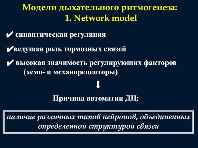 Модели дыхательного ритмогенеза: 1. Network model синаптическая регуляция ведущая роль тормозных связей