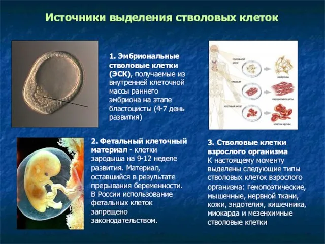 1. Эмбриональные стволовые клетки (ЭСК), получаемые из внутренней клеточной массы раннего эмбриона