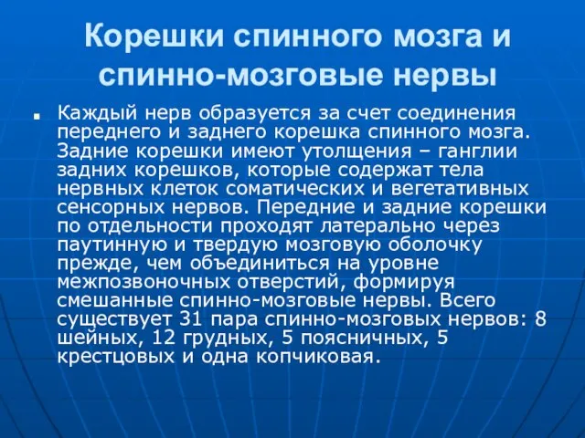 Корешки спинного мозга и спинно-мозговые нервы Каждый нерв образуется за счет соединения