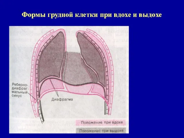 Формы грудной клетки при вдохе и выдохе