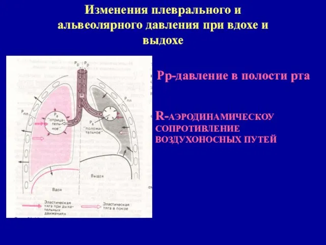 Изменения плеврального и альвеолярного давления при вдохе и выдохе Рр-давление в полости