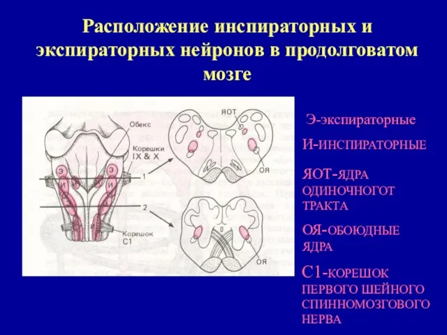 Расположение инспираторных и экспираторных нейронов в продолговатом мозге Э-экспираторные И-ИНСПИРАТОРНЫЕ ЯОТ-ЯДРА ОДИНОЧНОГОТ