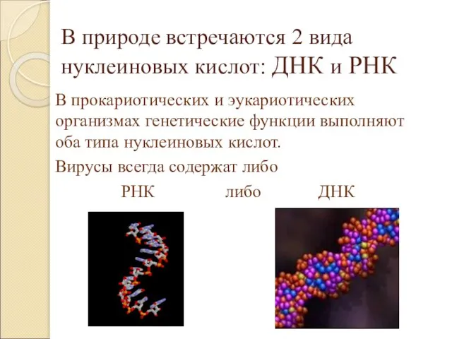 В природе встречаются 2 вида нуклеиновых кислот: ДНК и РНК В прокариотических