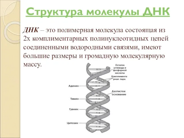 ДНК – это полимерная молекула состоящая из 2х комплиментарных полинуклеотидных цепей соединенными