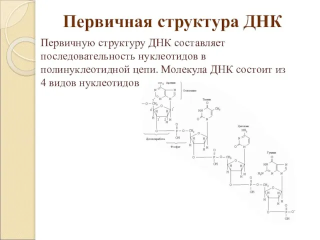 Первичную структуру ДНК составляет последовательность нуклеотидов в полинуклеотидной цепи. Молекула ДНК состоит