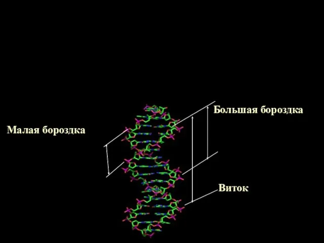 Виток Большая бороздка Малая бороздка