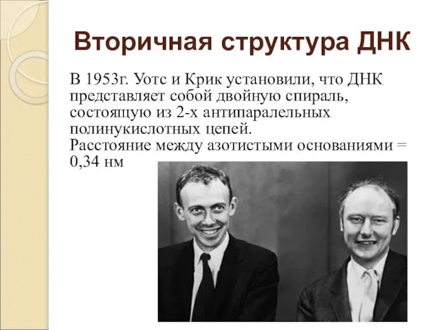 Вторичная структура ДНК В 1953г. Уотс и Крик установили, что ДНК представляет