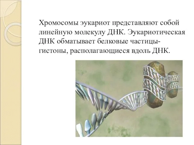 Хромосомы эукариот представляют собой линейную молекулу ДНК. Эукариотическая ДНК обматывает белковые частицы- гистоны, располагающиеся вдоль ДНК.