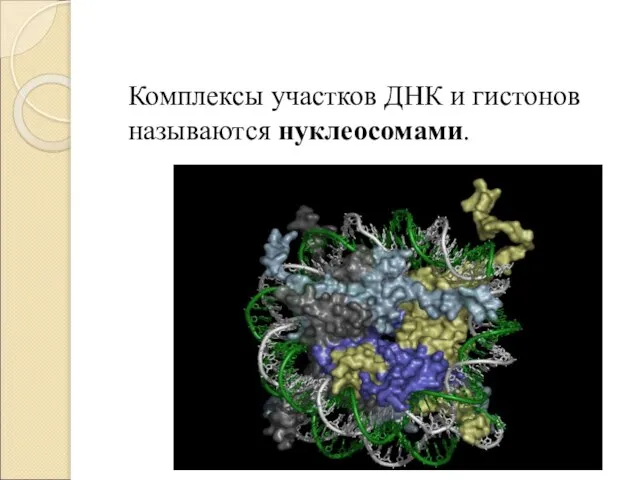 Комплексы участков ДНК и гистонов называются нуклеосомами.