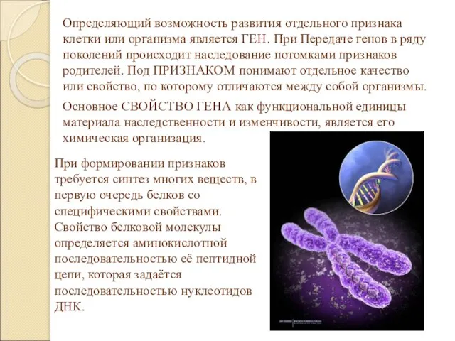 Определяющий возможность развития отдельного признака клетки или организма является ГЕН. При Передаче