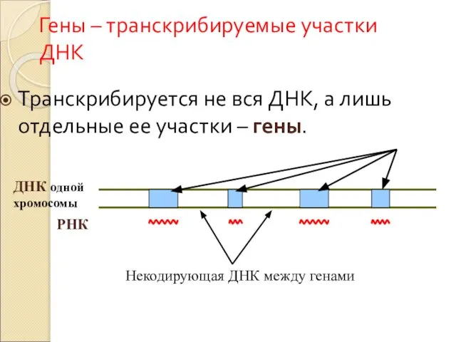 Гены – транскрибируемые участки ДНК Транскрибируется не вся ДНК, а лишь отдельные