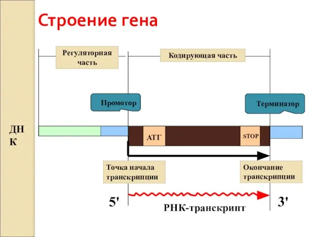 Строение гена Кодирующая часть АТГ STOP ДНК РНК-транскрипт Промотор Терминатор Точка начала