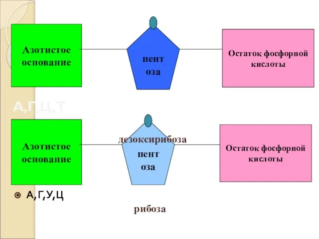 Азотистое основание Остаток фосфорной кислоты пентоза Азотистое основание пентоза Остаток фосфорной кислоты А,Г,У,Ц А,Г,Ц,Т дезоксирибоза рибоза