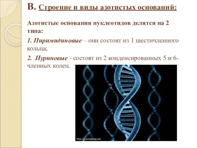 В. Строение и виды азотистых оснований: Азотистые основания нуклеотидов делятся на 2