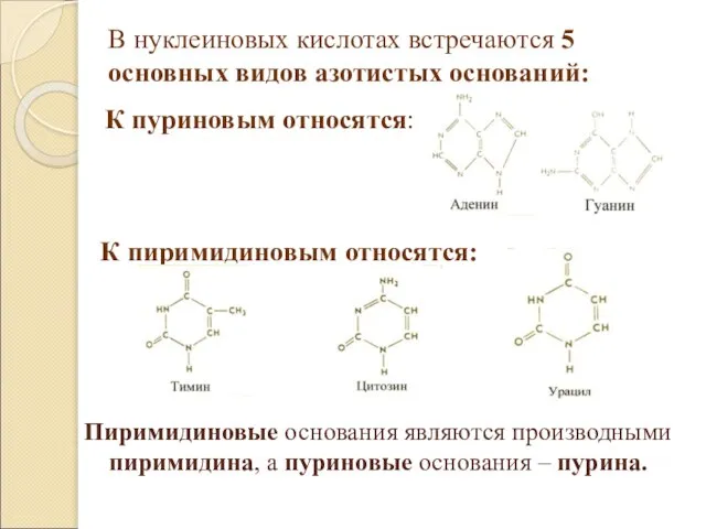 Пиримидиновые основания являются производными пиримидина, а пуриновые основания – пурина. В нуклеиновых