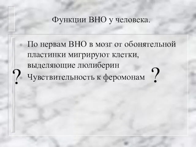 Функции ВНО у человека. По нервам ВНО в мозг от обонятельной пластинки