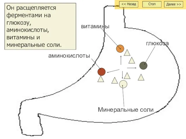 Он расщепляется ферментами на глюкозу, аминокислоты, витамины и минеральные соли. витамины аминокислоты Минеральные соли глюкоза